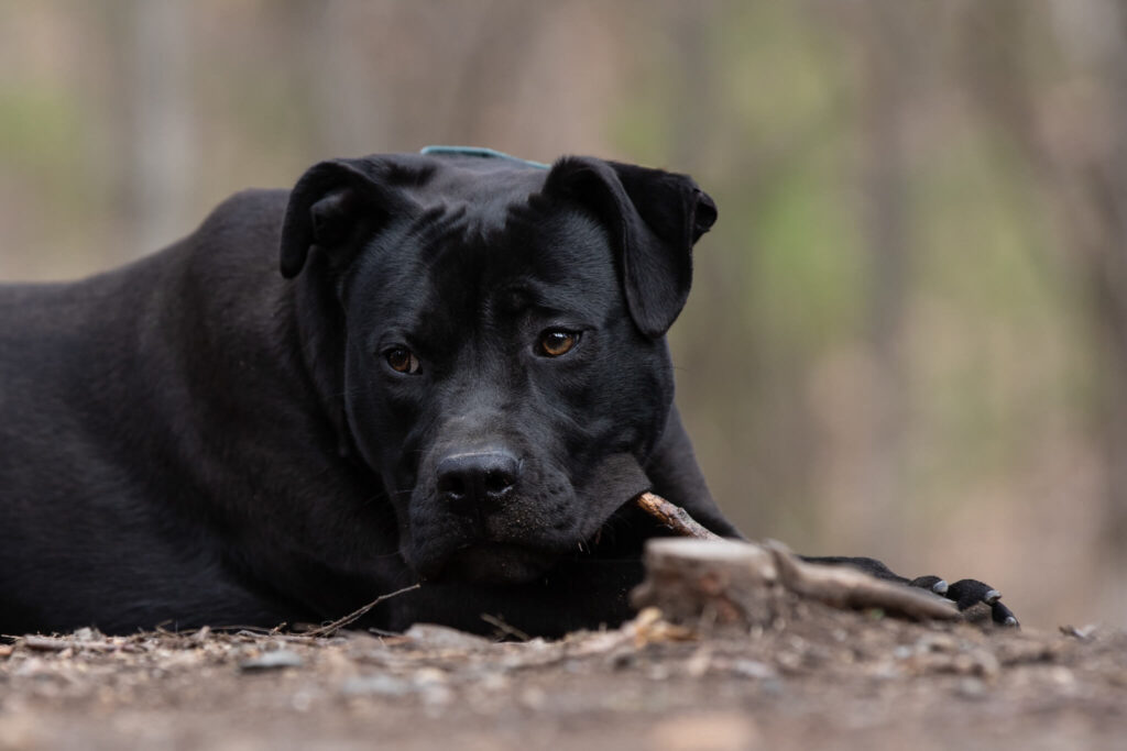 Black dog laying and chewing on a stick at Baypath Humane Society