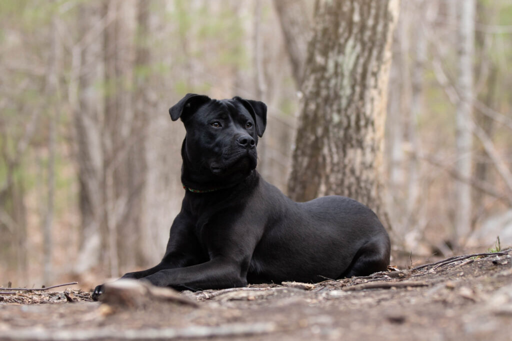 Black adoptable dog at Baypath Humane society laying on a trail looking right.