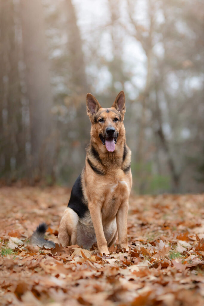Champion bred German Shepard in MA sitting in the woods surrounded by fallen leaves.