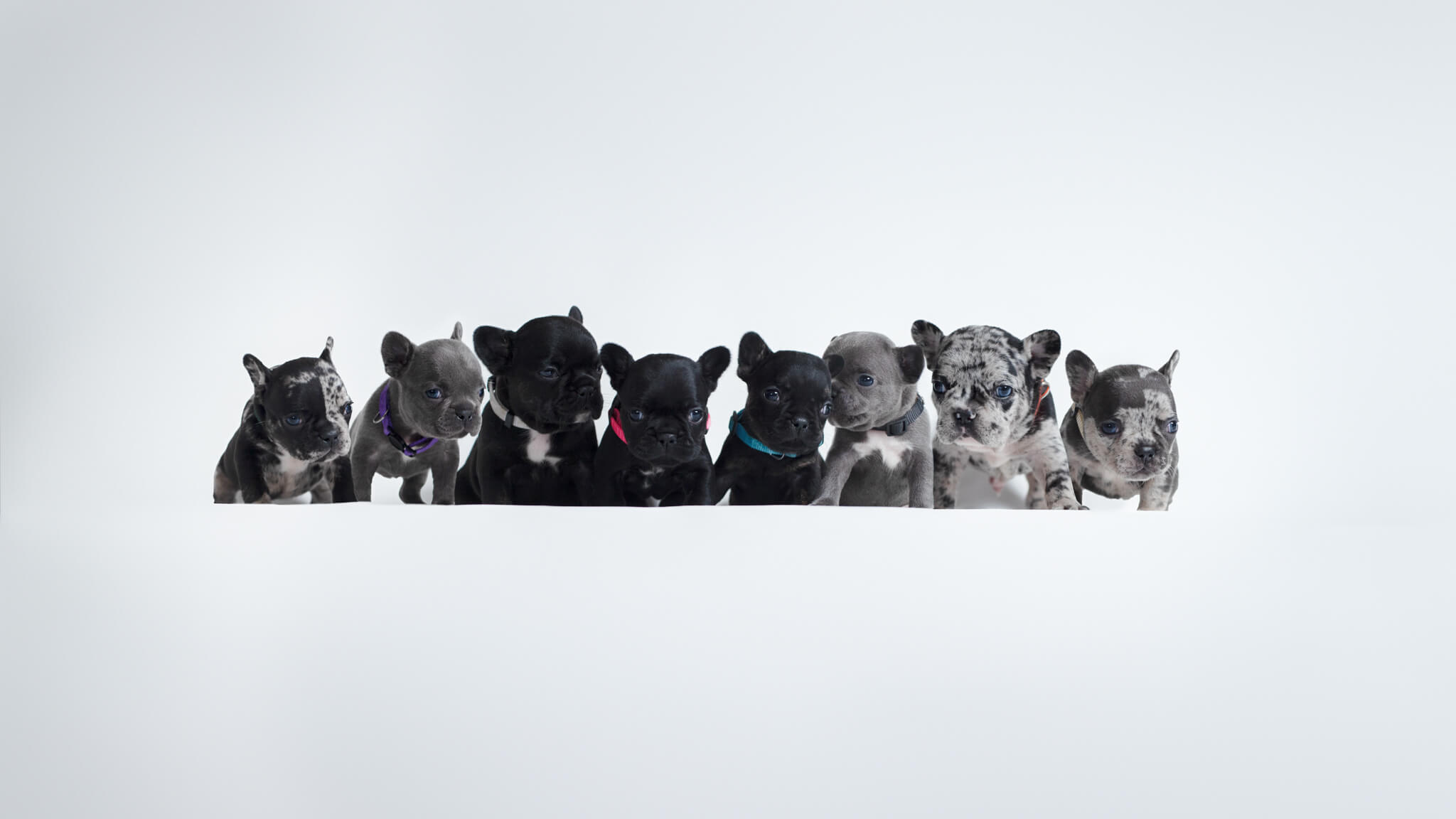 Litter of French Bulldogs in MA on white background