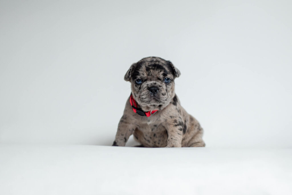 Merle French Bulldog Puppy