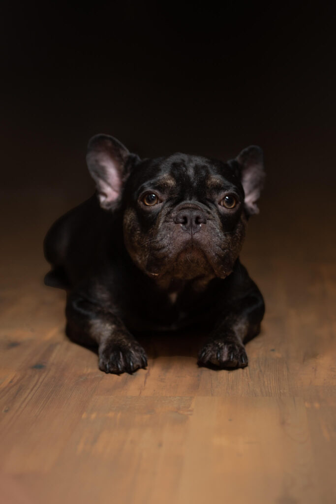 Mother Black and Brindle French Bulldog