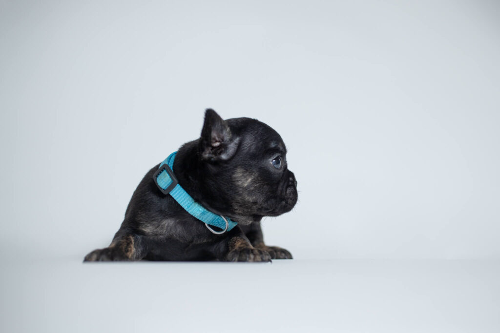 Black and Brindle French Bulldog Puppy