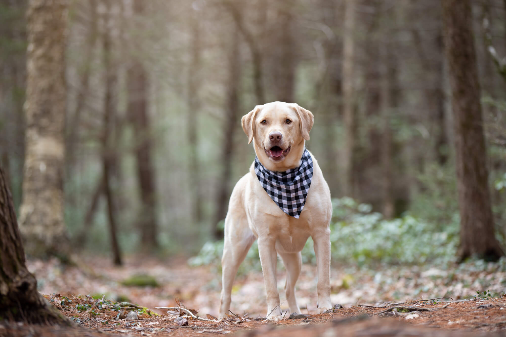 Golden Retriever Lab Mix standing on a woodland trail wearing a white and black plaid bandana.