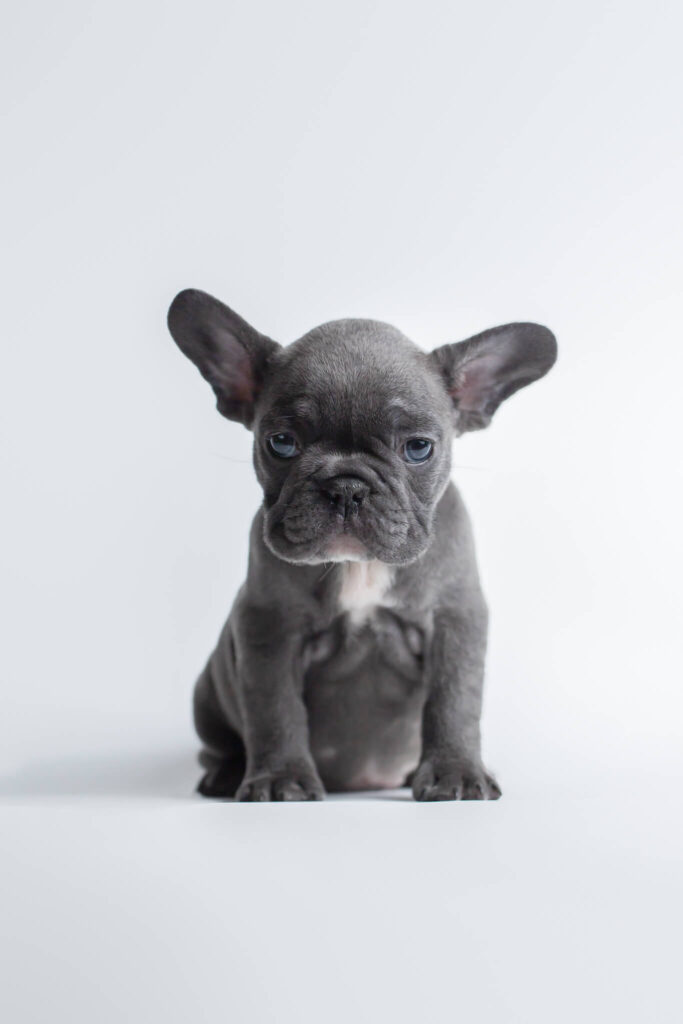 french bulldog with grey coloring and a white spot in Boston