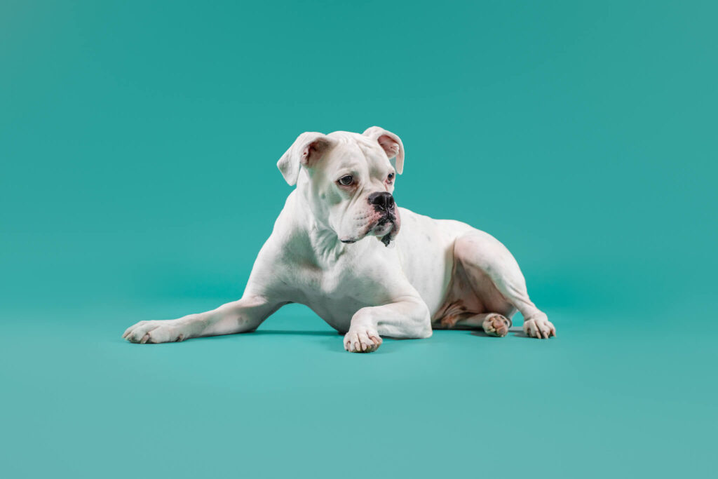 White boxer laying on a teal backdrop in Worcester