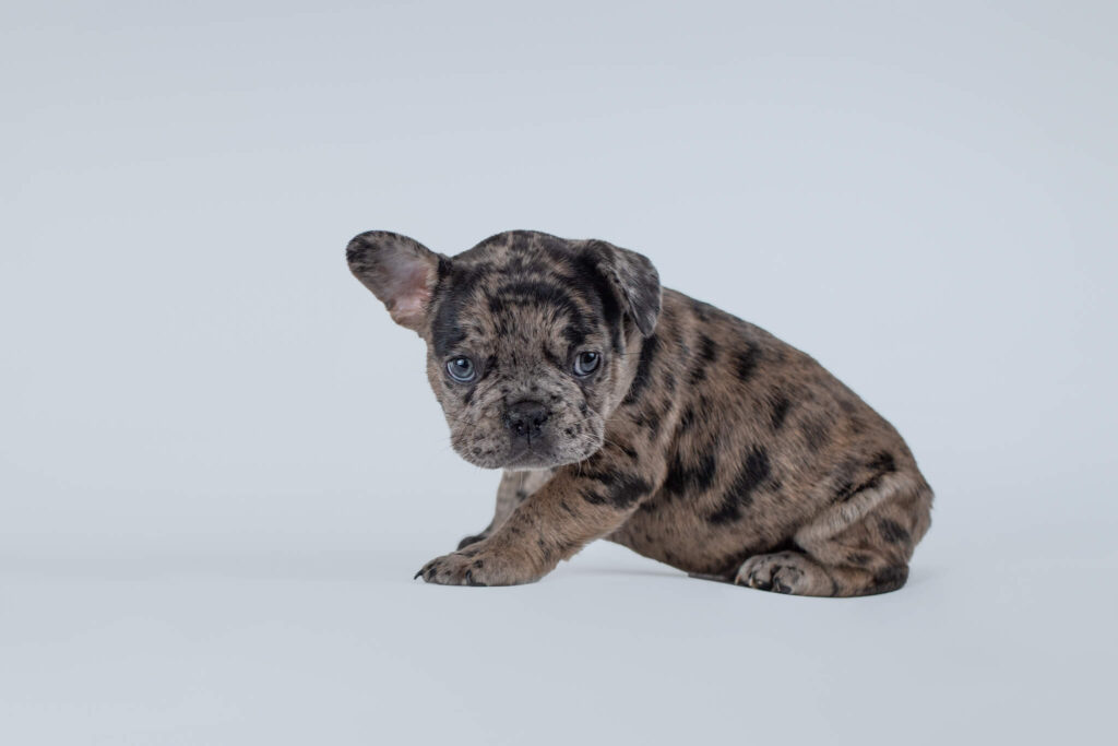 french bulldog mix with brown and black markings laying on a grey backdrop