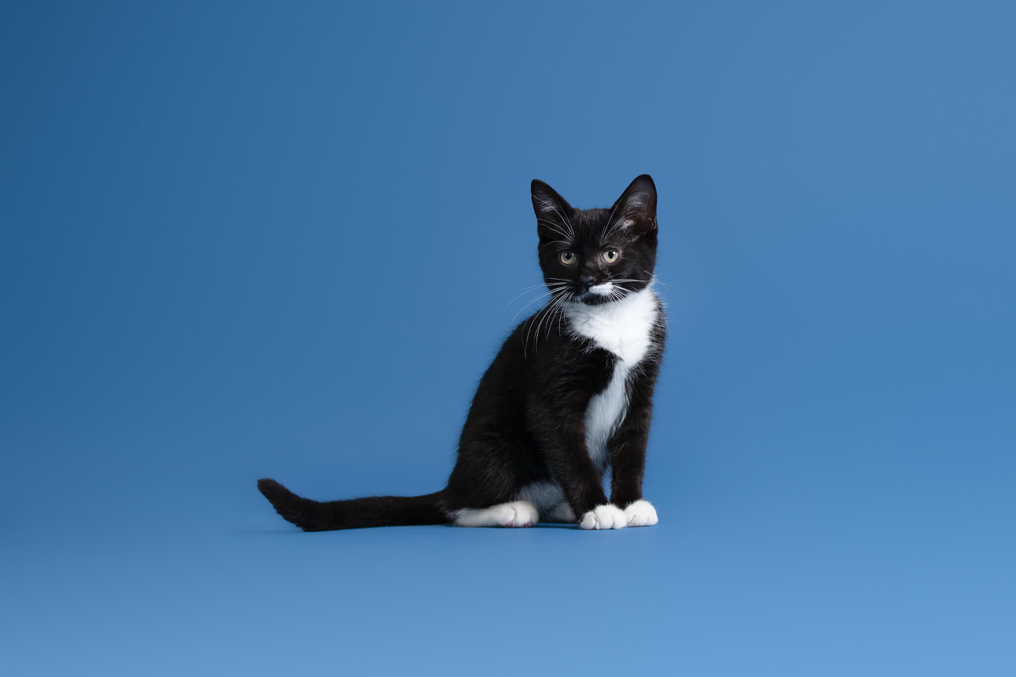 Black and white cat sitting on a blue backdrop northeast animal shelter