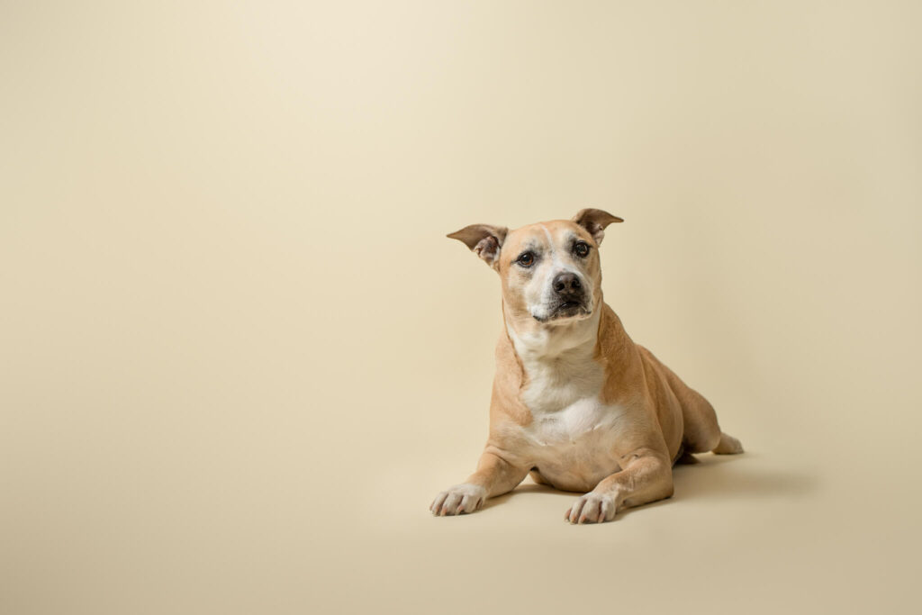 golden Terrier mix laying on a gold backdrop northeast animal shelter
