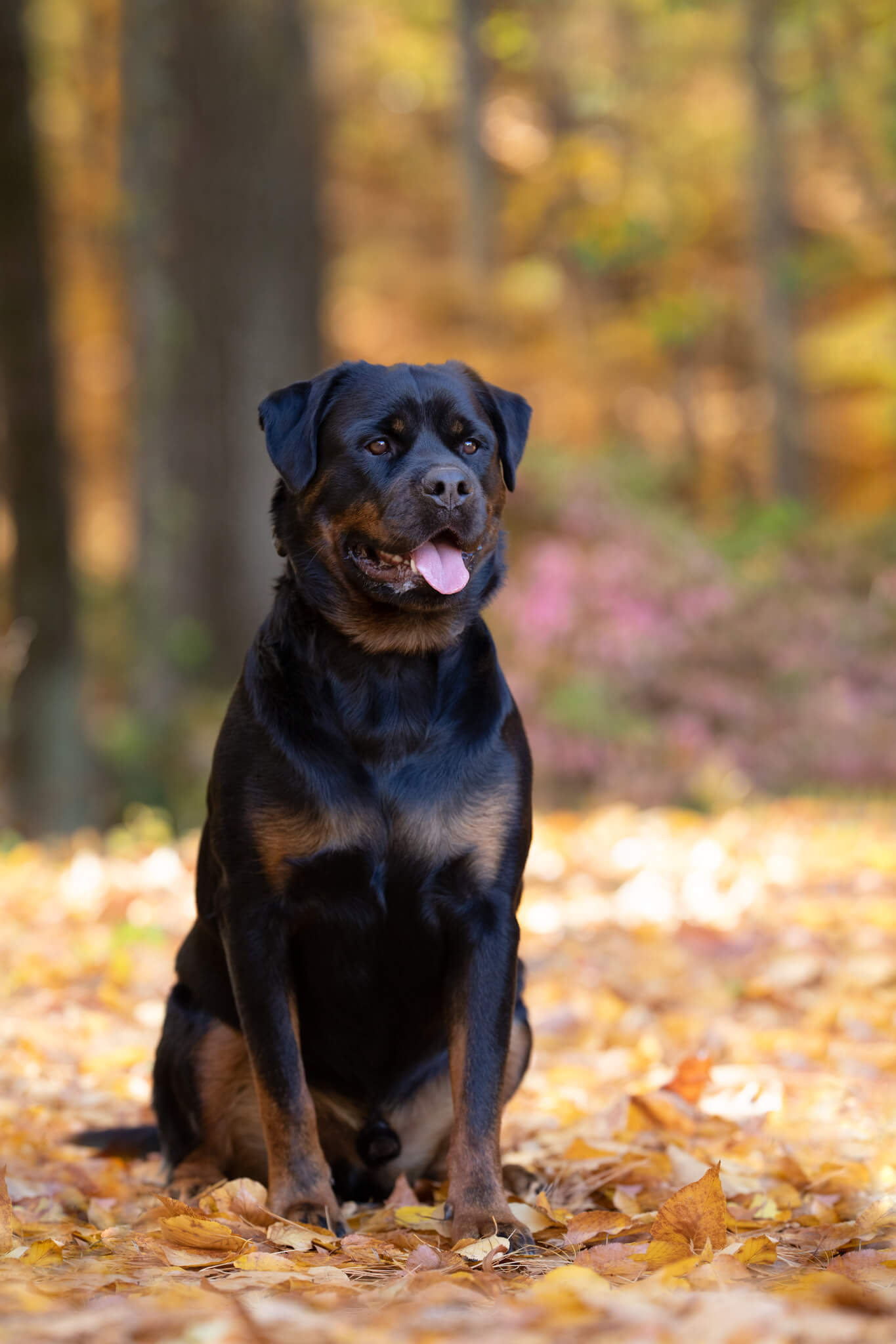 A Rottweiler sits in a forest surrounded by fallen leaves For the Love of Dog Rescue