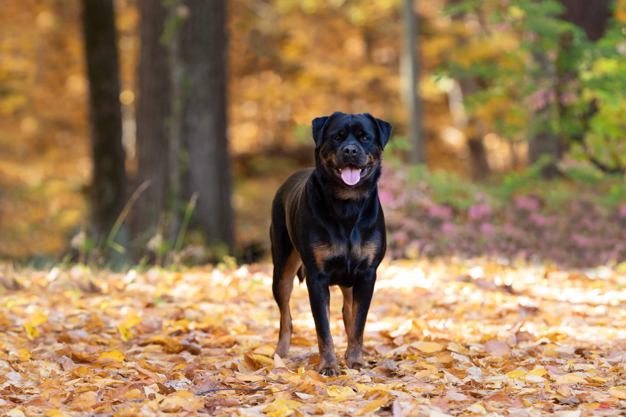 Smiling Rottweiler stands in the forest among fallen leaves