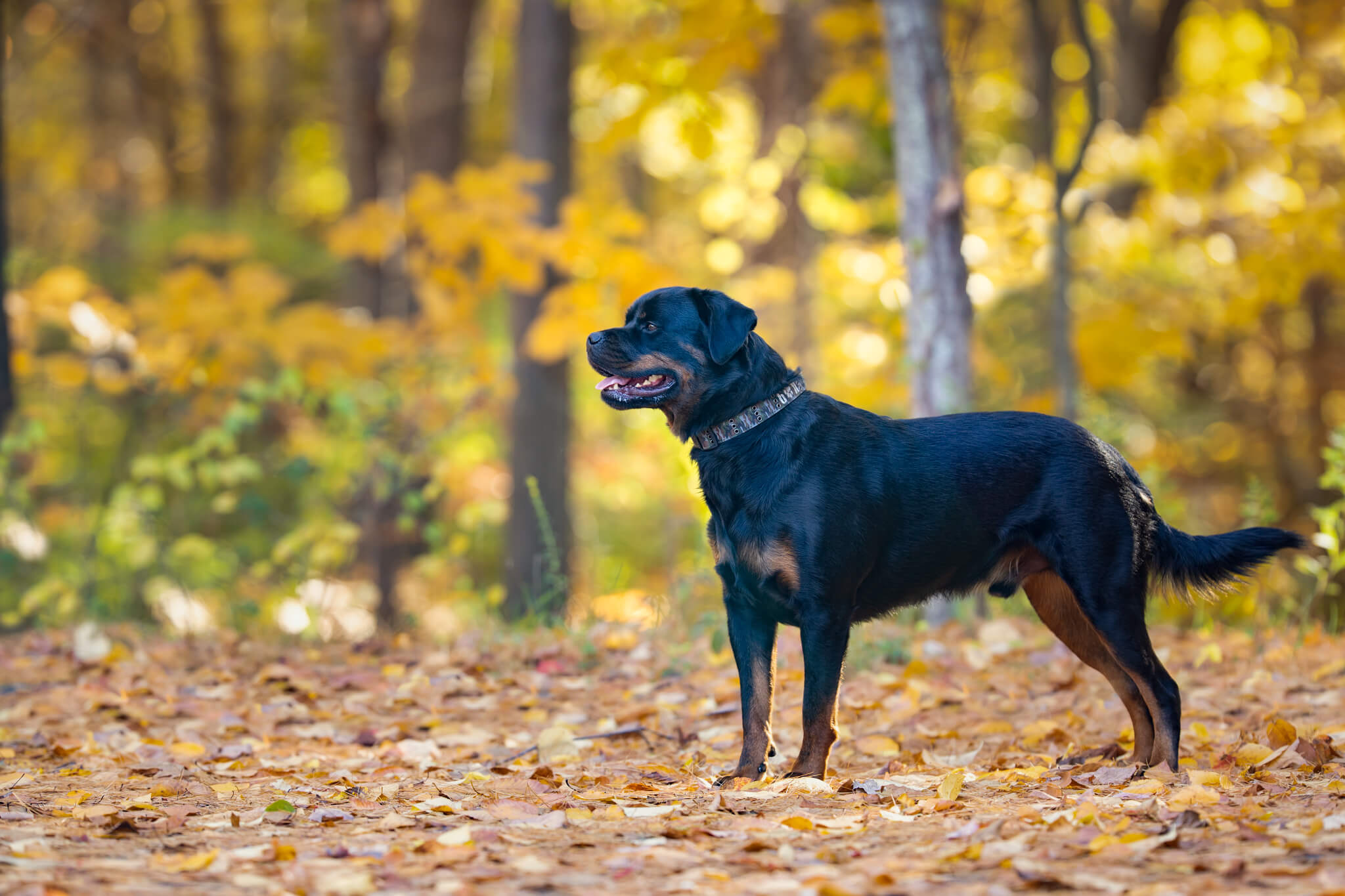 Rottweiler stands at attention in a forest in fall For the Love of Dog Rescue