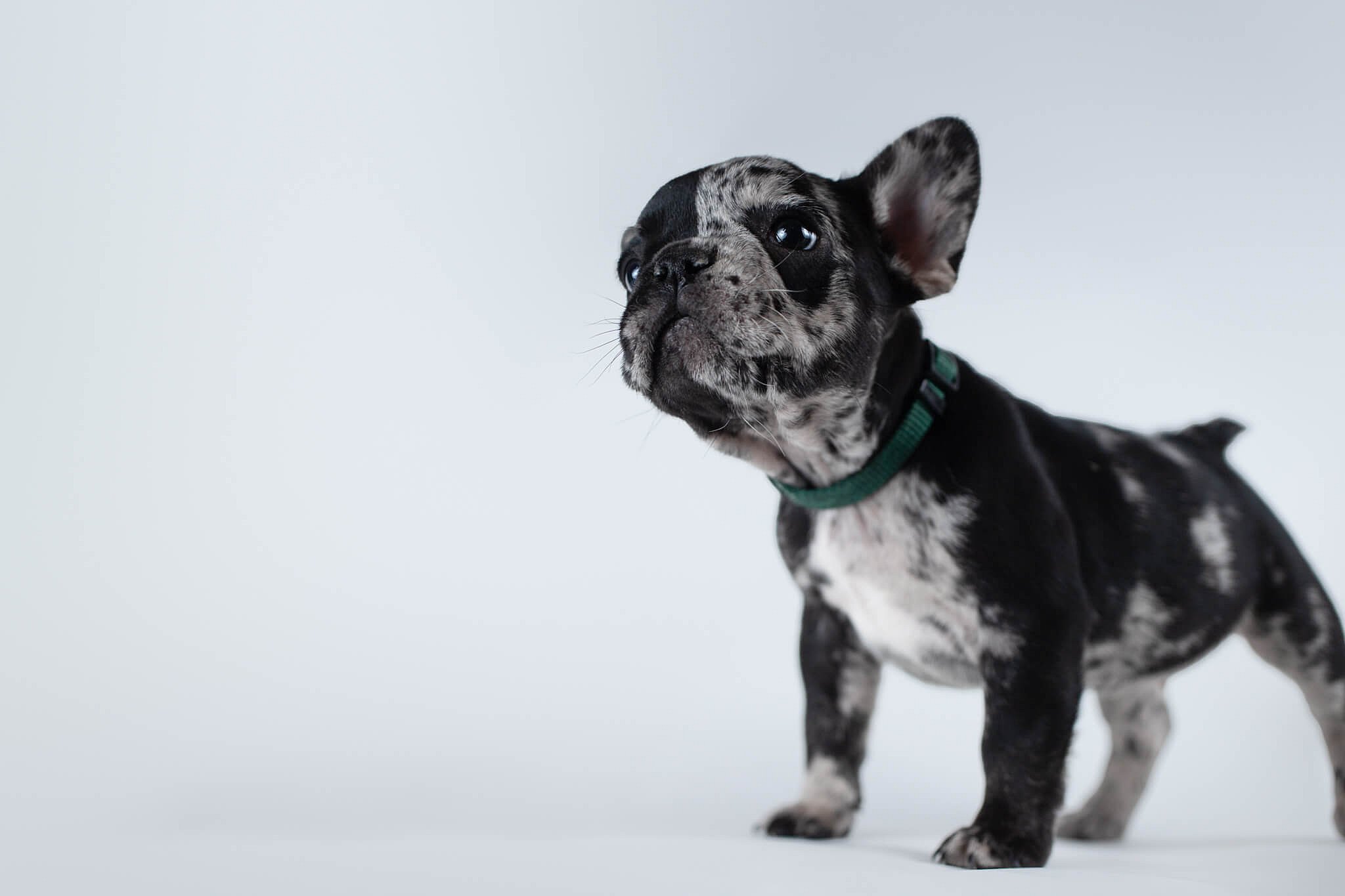 black and white puppy from French bulldog rescue network