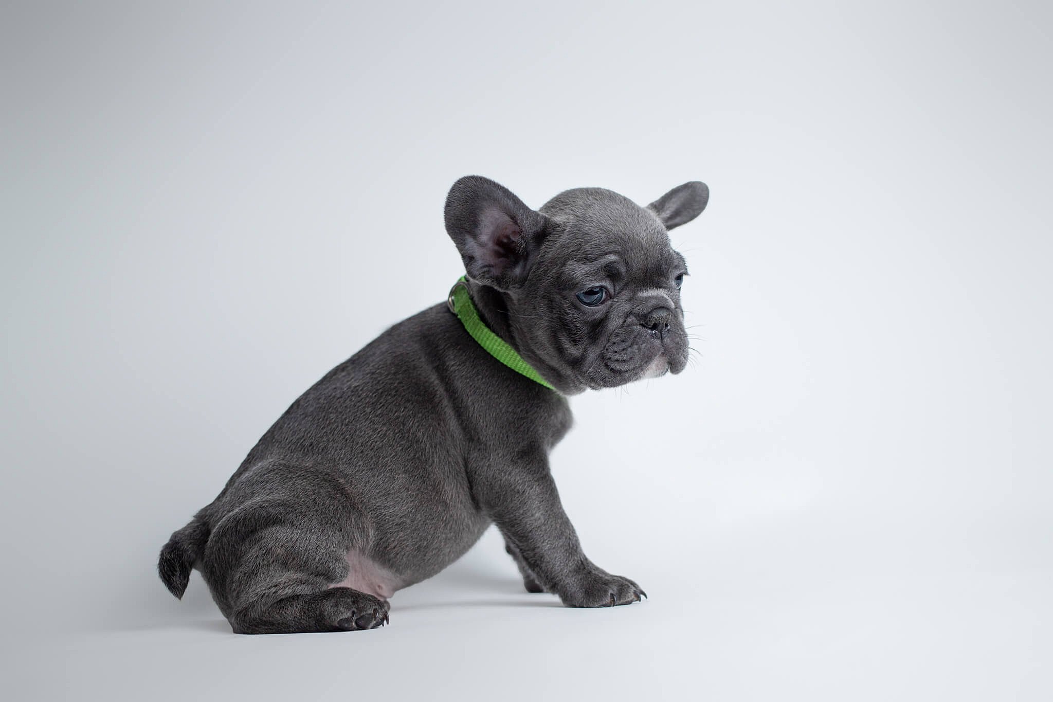 grey french bulldog puppy with a green collar
