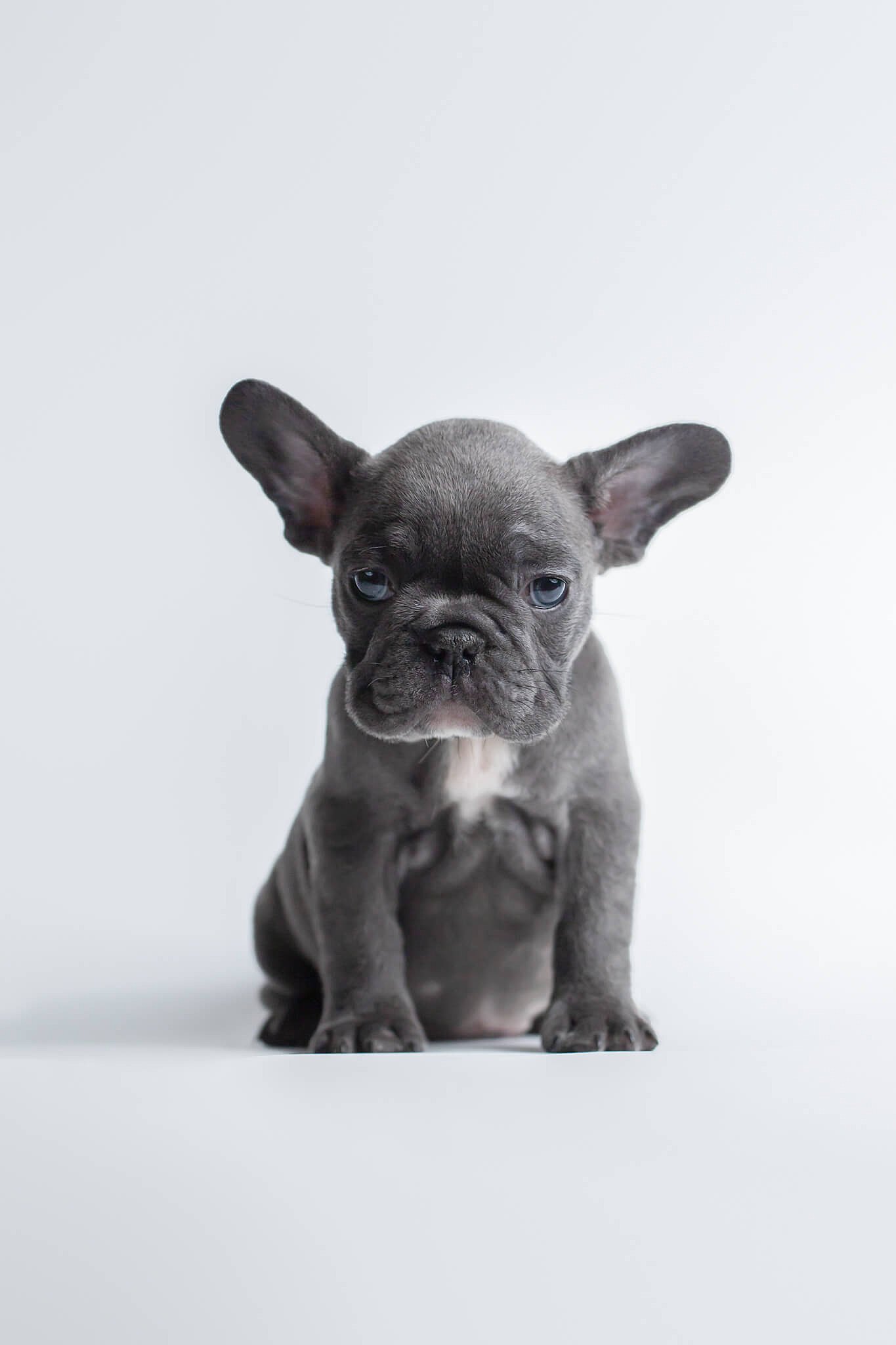 grey puppy from the French bulldog rescue network