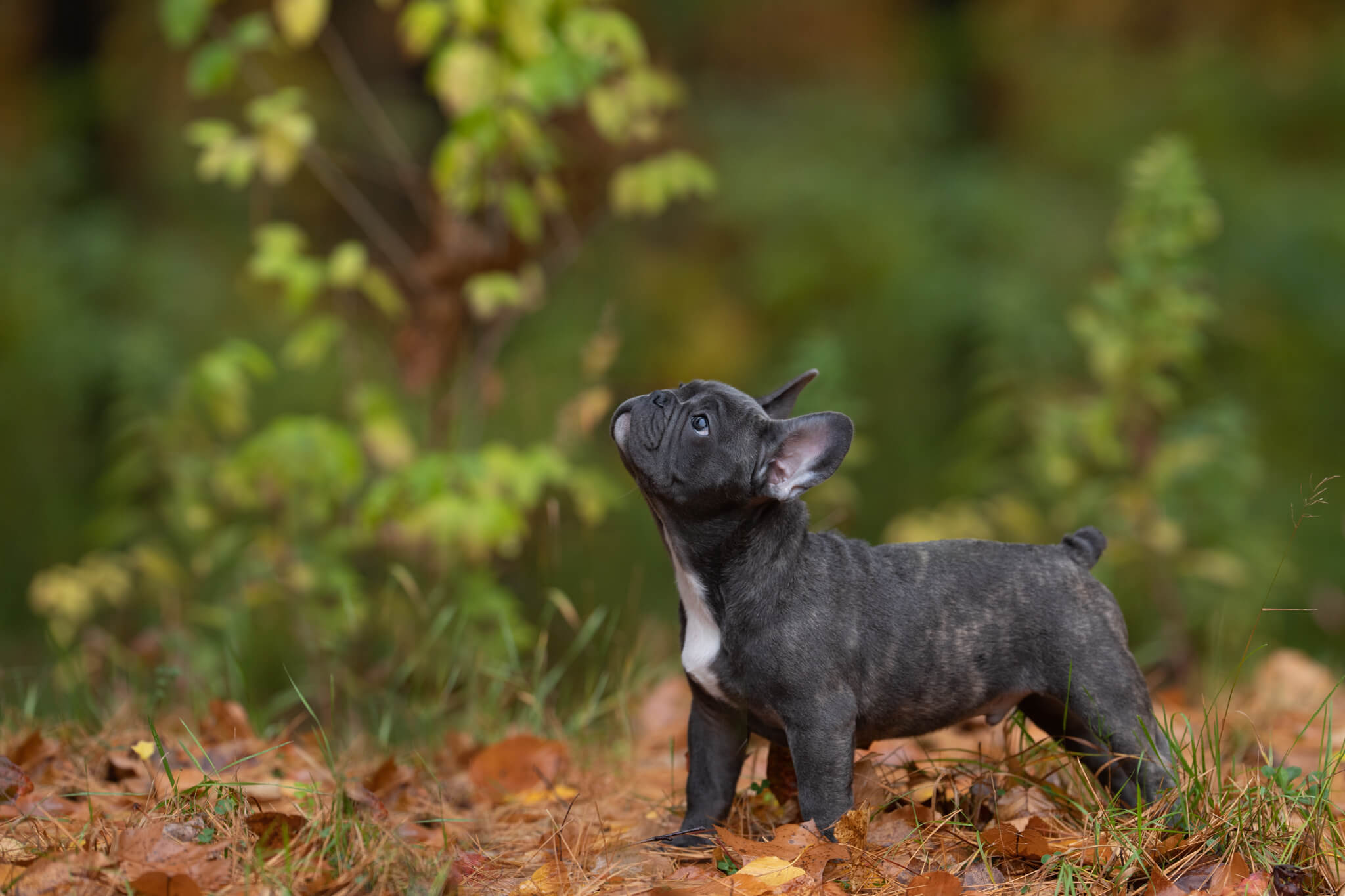 brindle french bulldog puppy stands in a forest with fallen leaves Red Flags When Adopting a Dog
