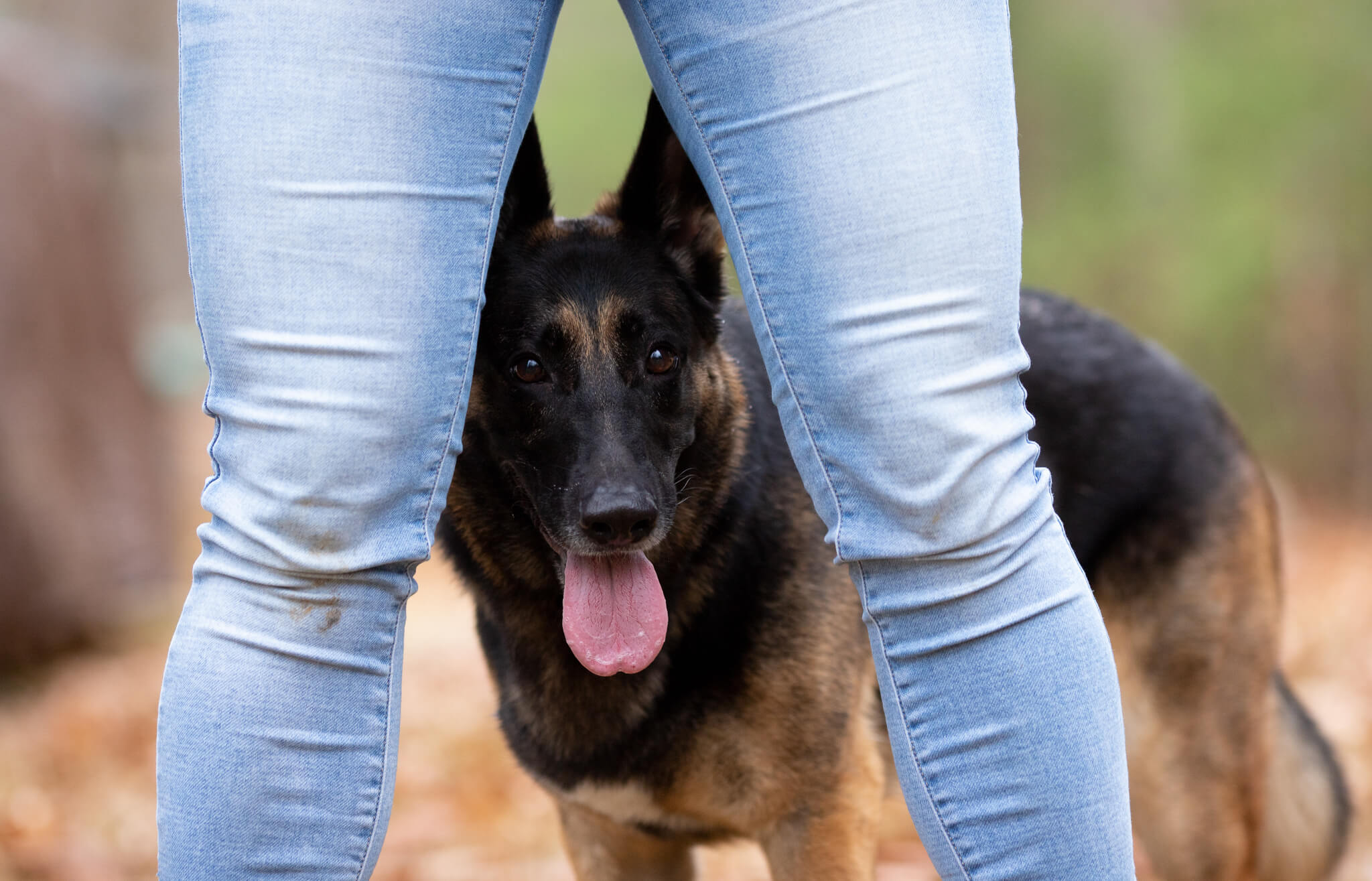 woman in blue jeans stands above her german shepherd sticking their tongue out Red Flags When Adopting a Dog