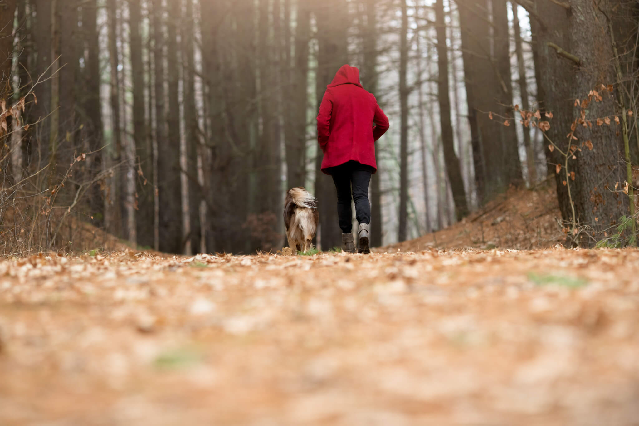 Woman in red jacket runs through thee forest with her dog