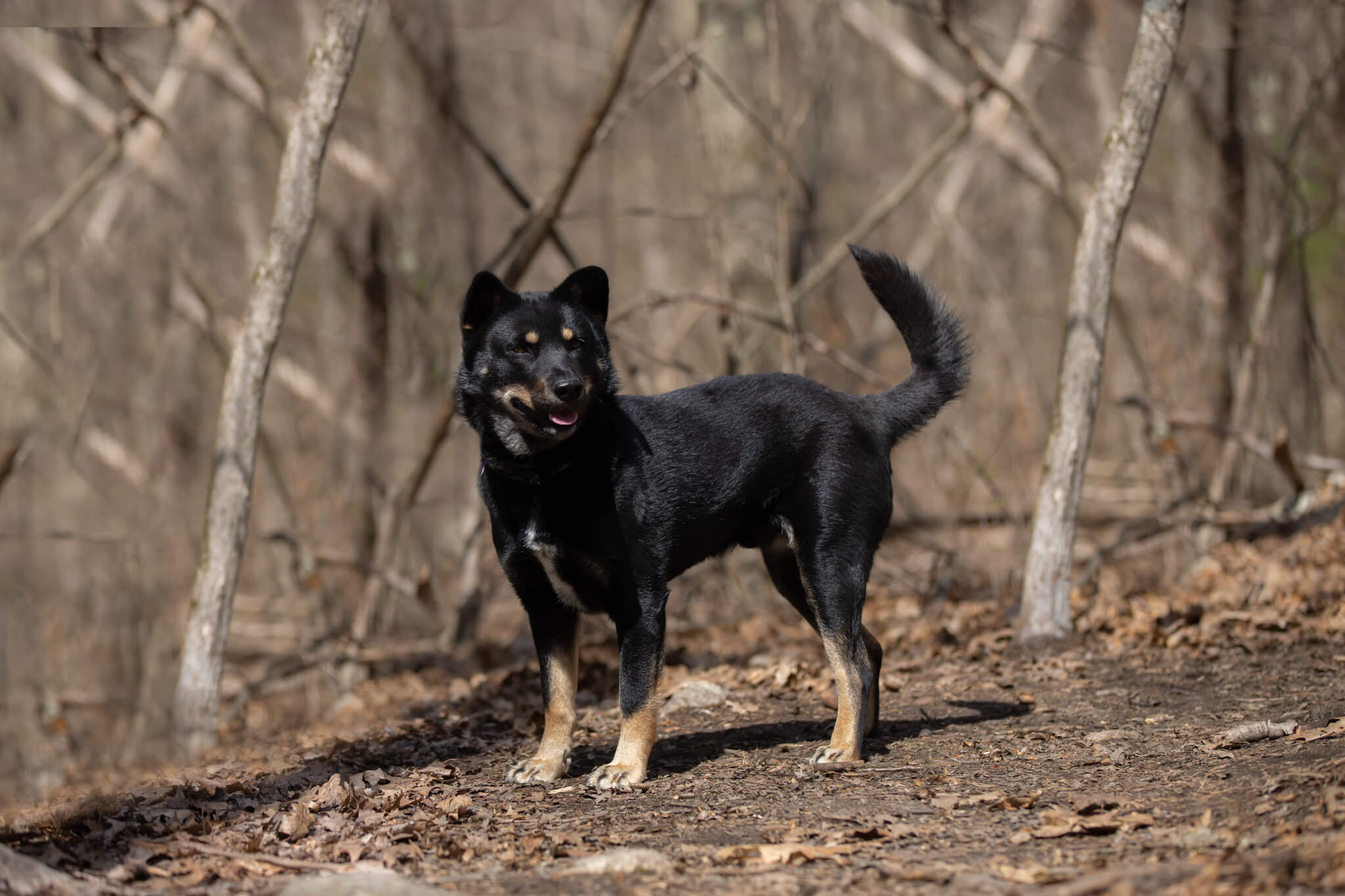 black and brown dog stands with tail at attention in a forest