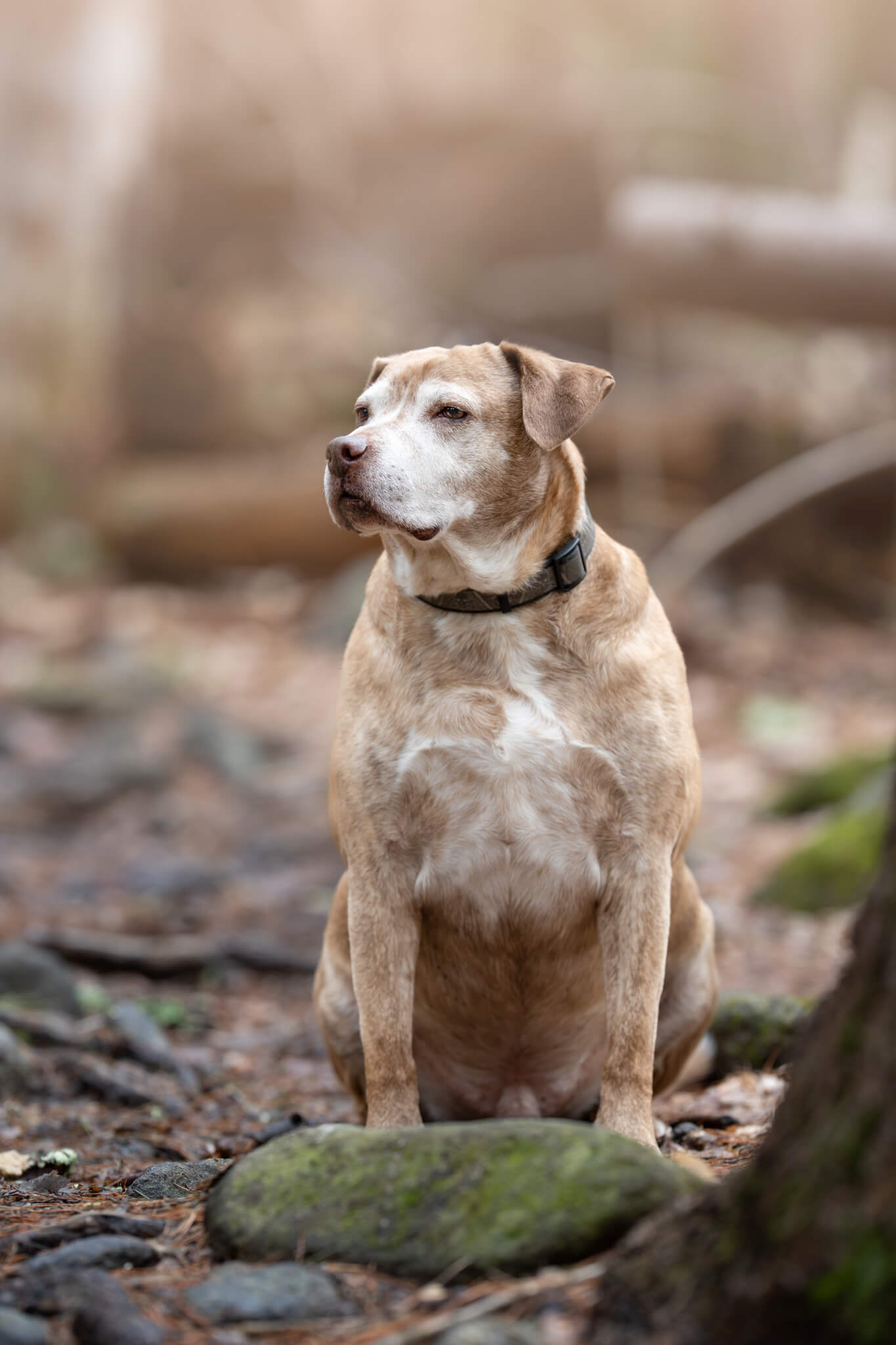 older tan dog squints while sitting behind a moss-covered rock Red Flags When Adopting a Dog