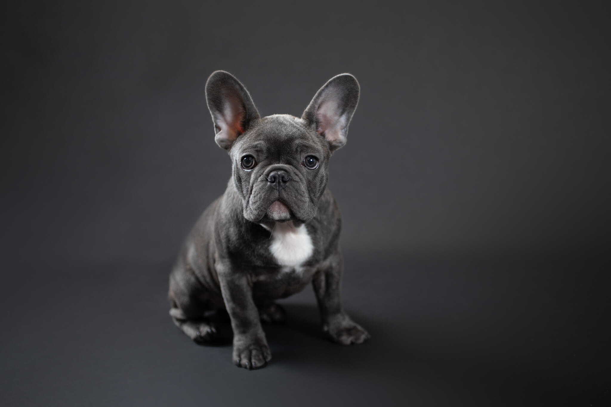 grey french bulldog puppy sits with ears up in a studio adopt a dog Massachusetts