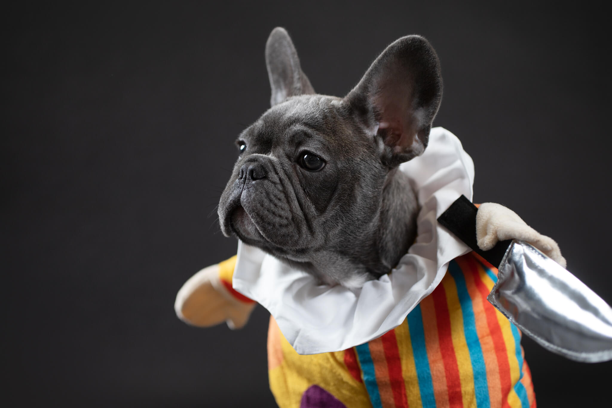 grey french bulldog puppy wearing a clown chef costume