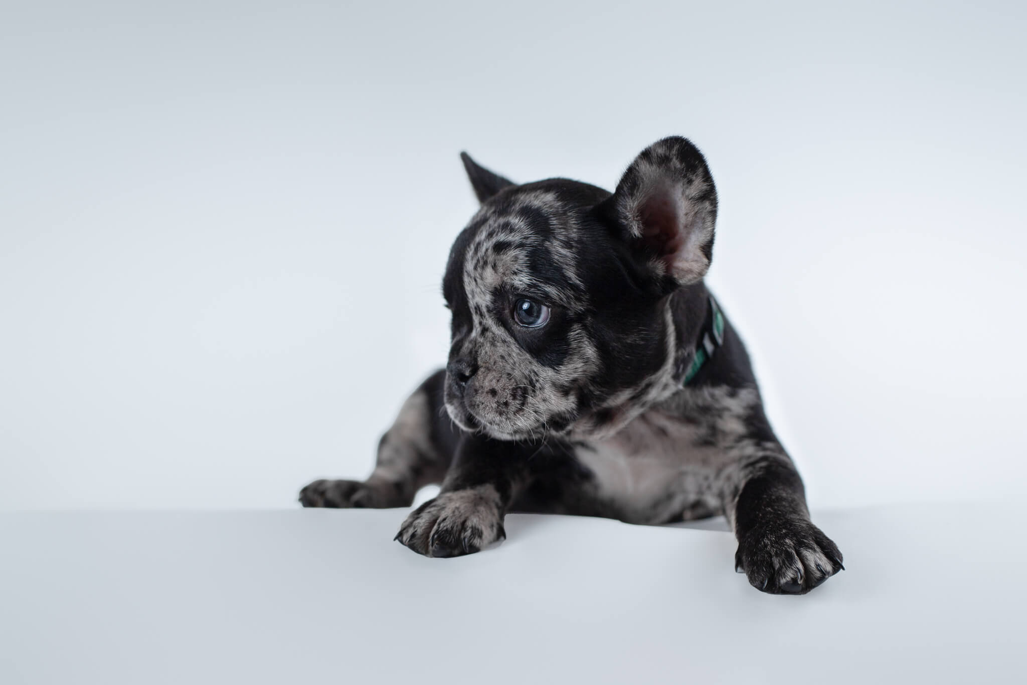 Brindle french bulldog puppy lays on a studio floor adopt a dog Massachusetts