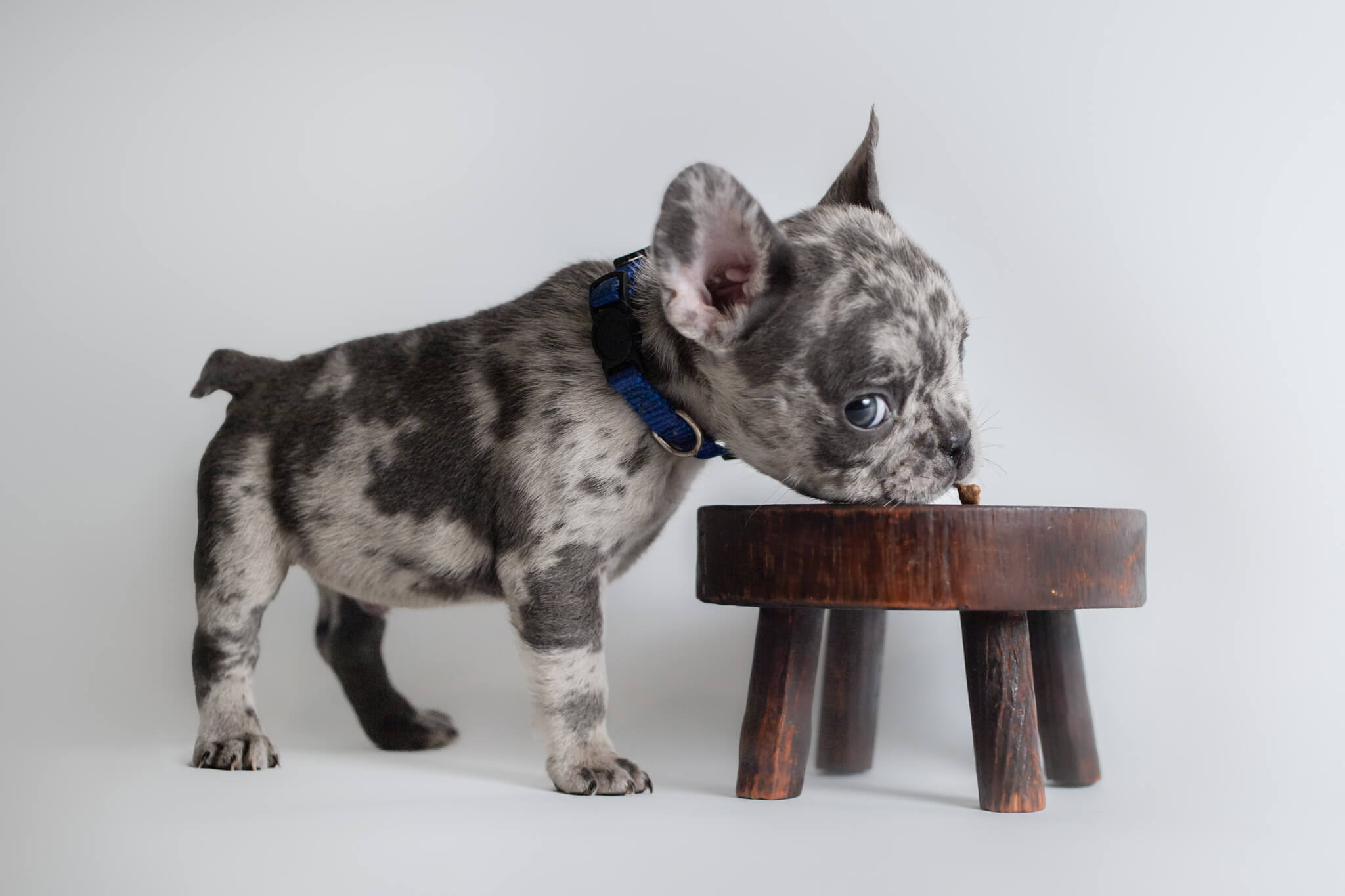 Spotted French bulldog puppy sniffs a treat on a wooden stool