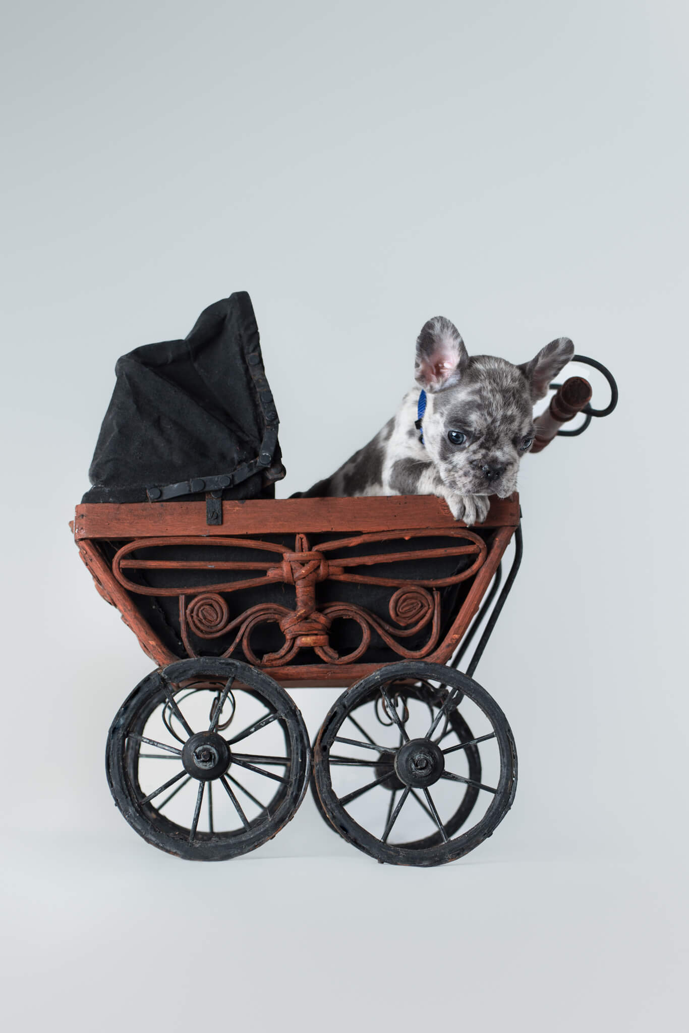 Spotted French bulldog puppy sits in a carriage adopt a dog Massachusetts