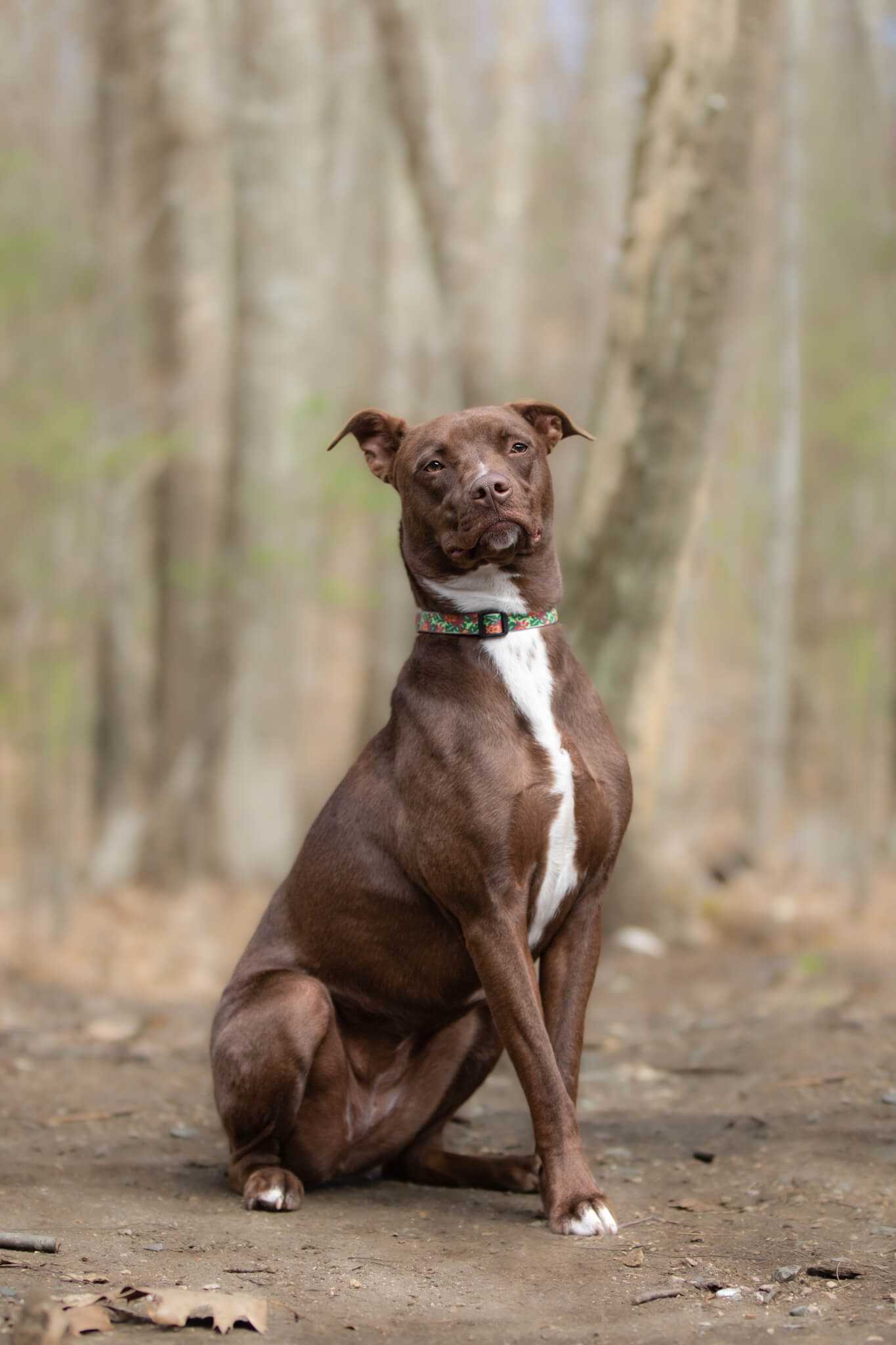 Young brown dog with white chest sits in a forest path questions to ask when adopting a dog