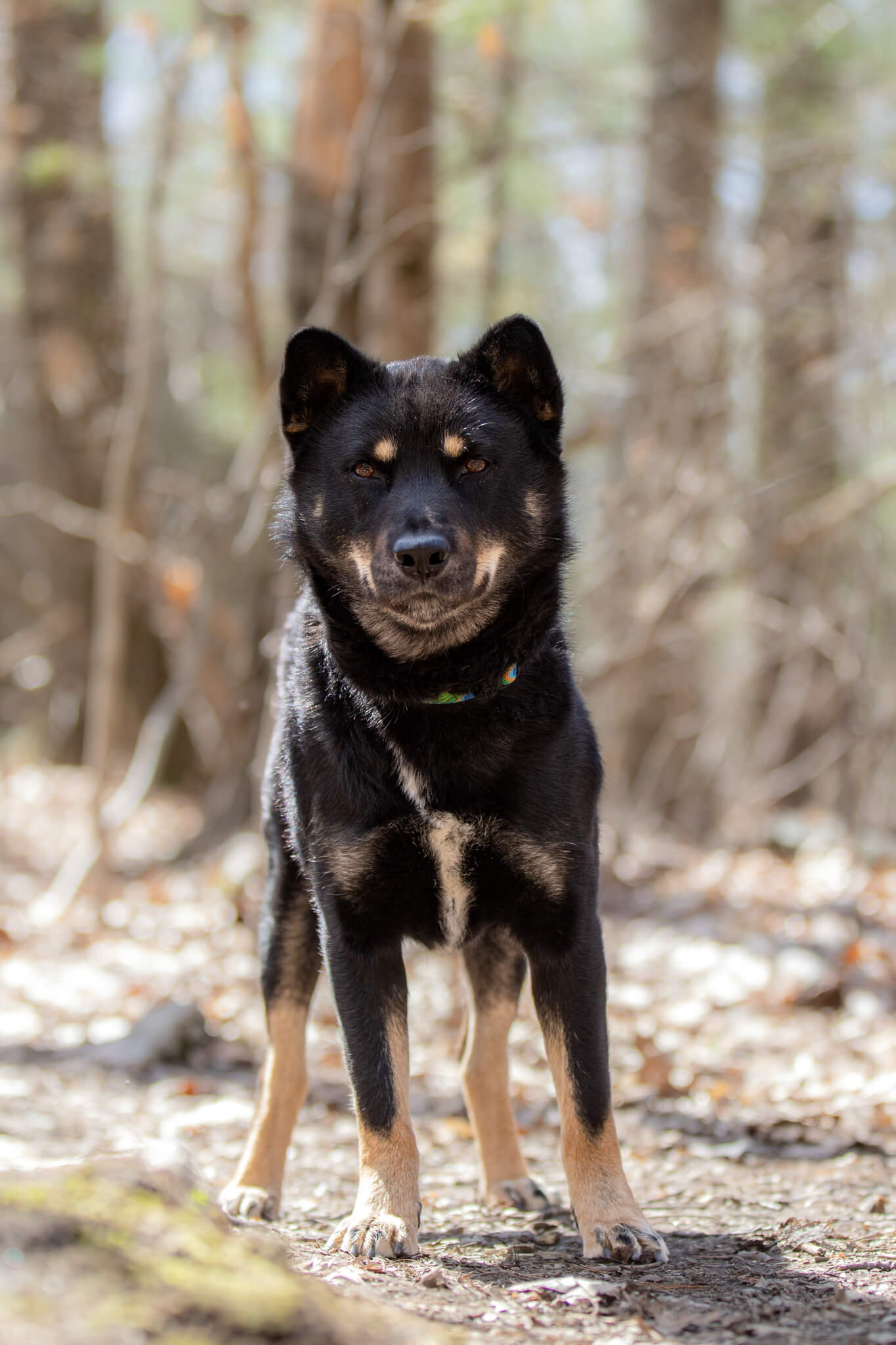 Black and brown dog stands in a forest at attention