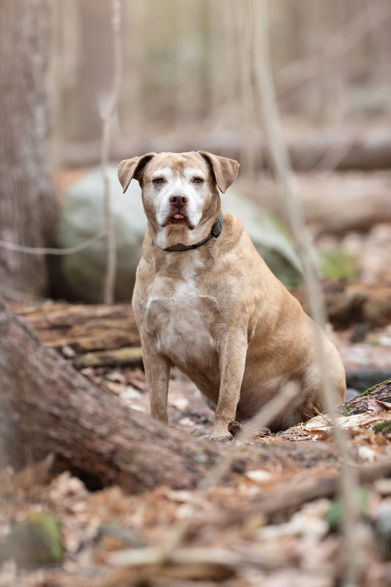 Older tan dog sits in the forest surrounded by fallen leaves questions to ask when adopting a dog