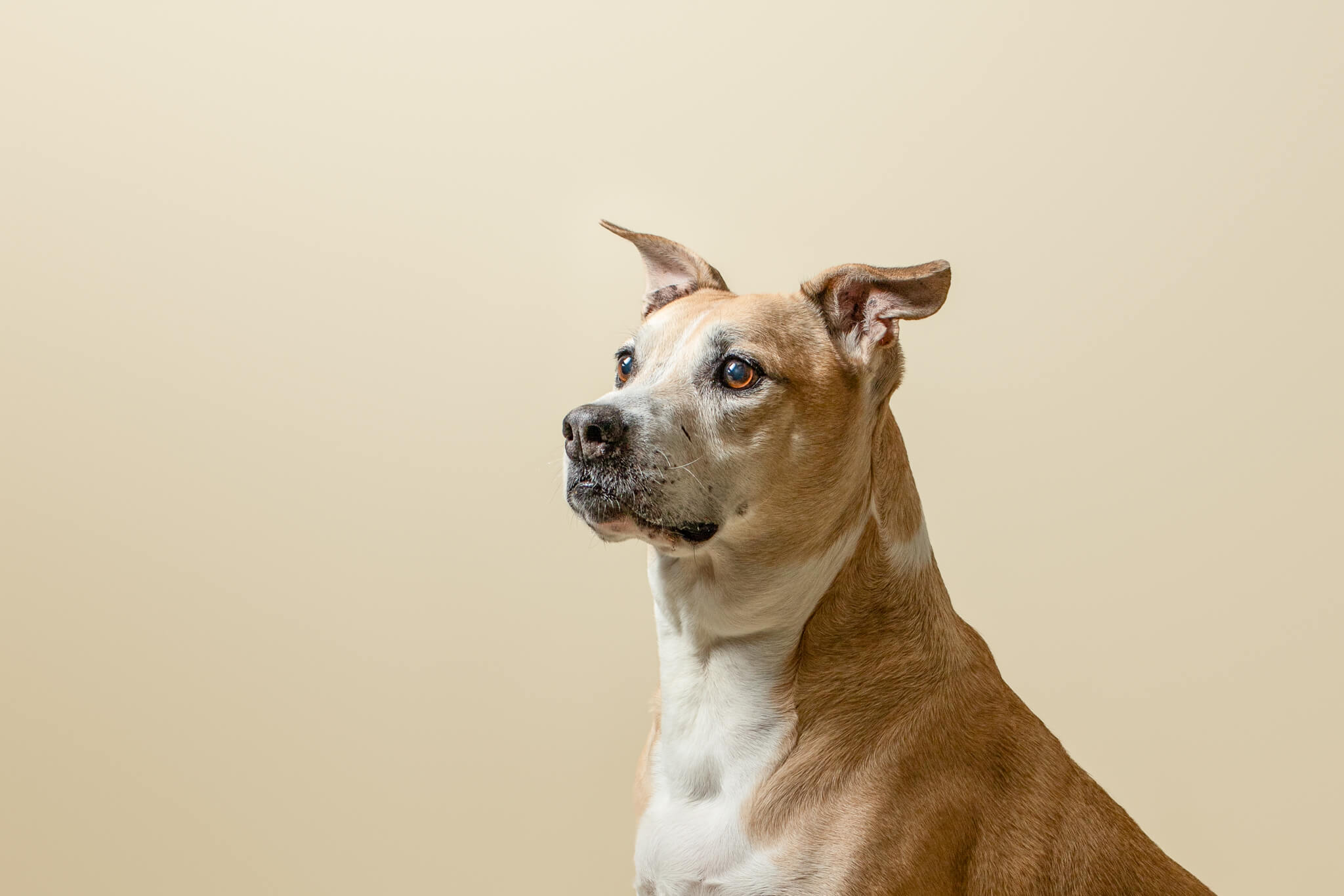 brown dog sits at attention in a studio tufts animal hospital