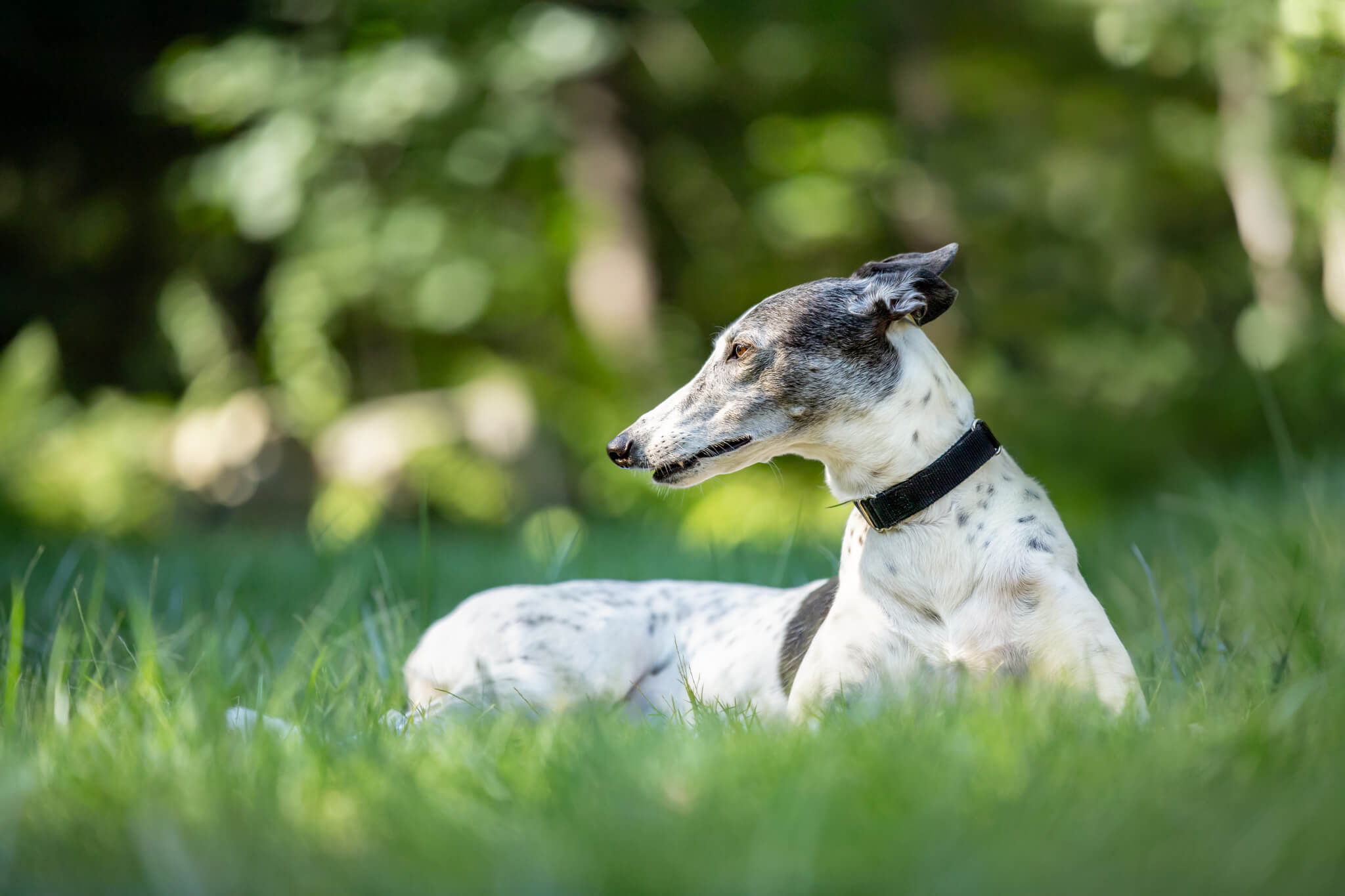 A white and spotted dog lays in the sun in a grassy field with a black collar