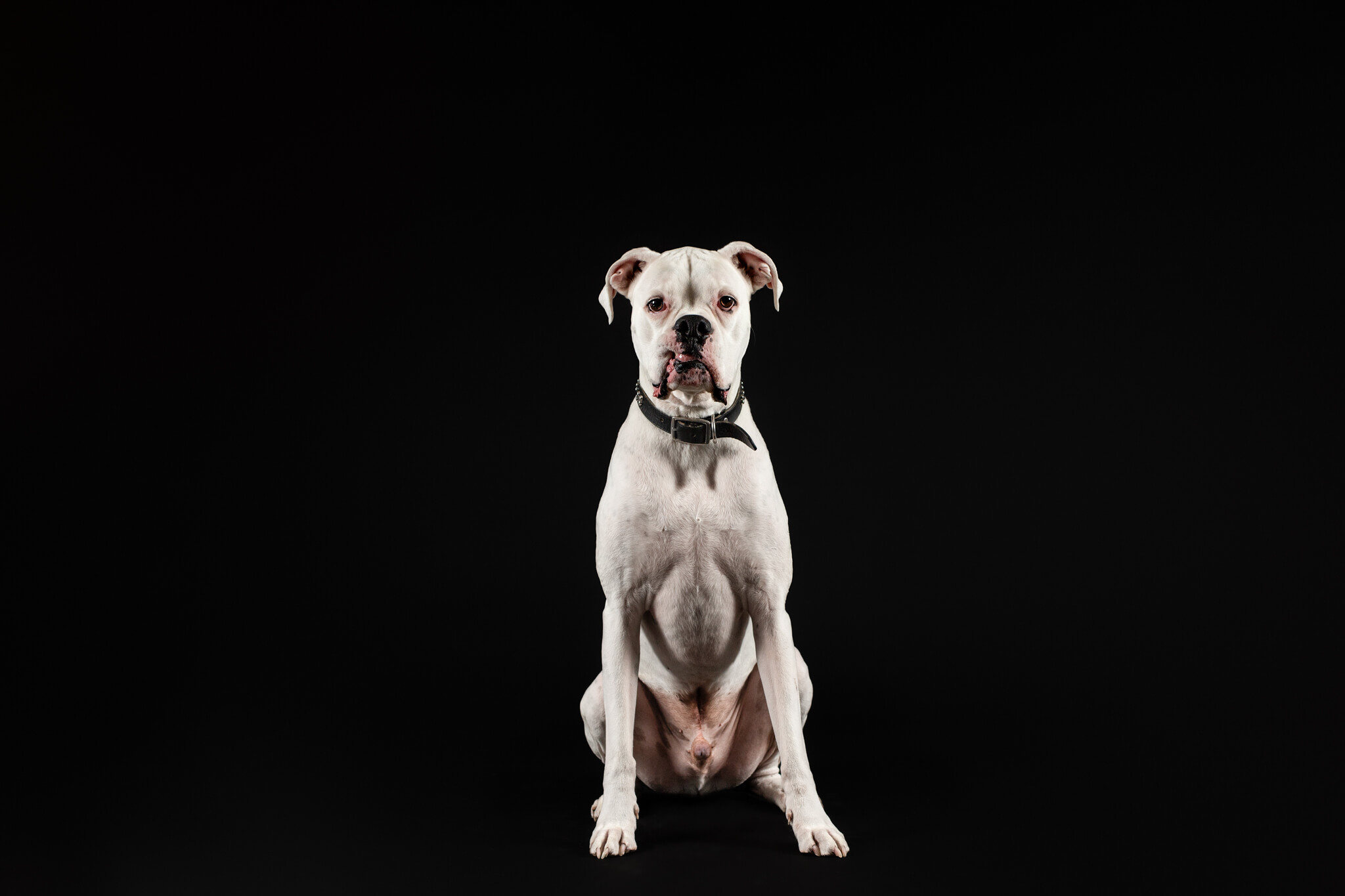 A white boxer with lips stuck on its teeth sits in a studio dog trainer boston