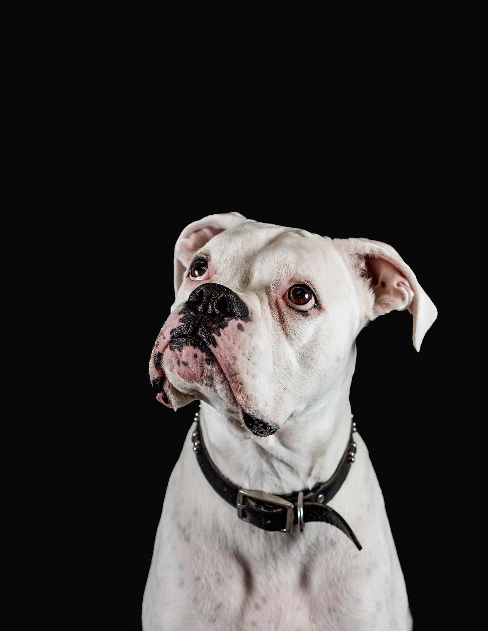A white boxer in a black collar sits in a studio against a black background