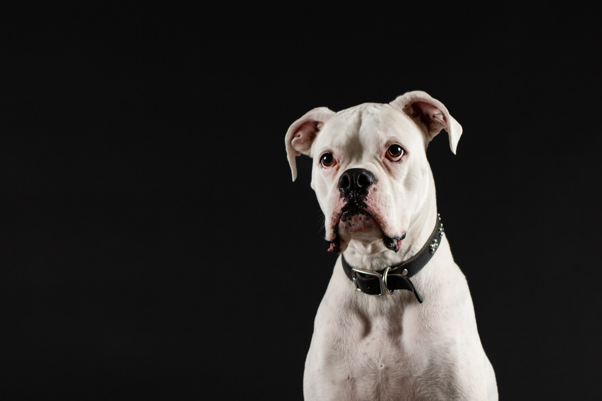A white boxer stares with eyes wide open while sitting in a studio dog trainer boston