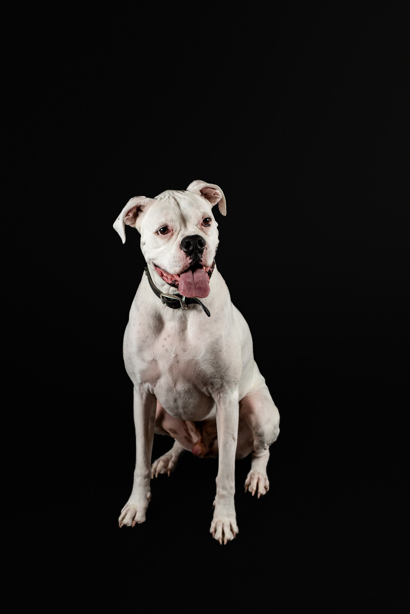 A white terrier sits in a studio with ears perked up dog trainer boston
