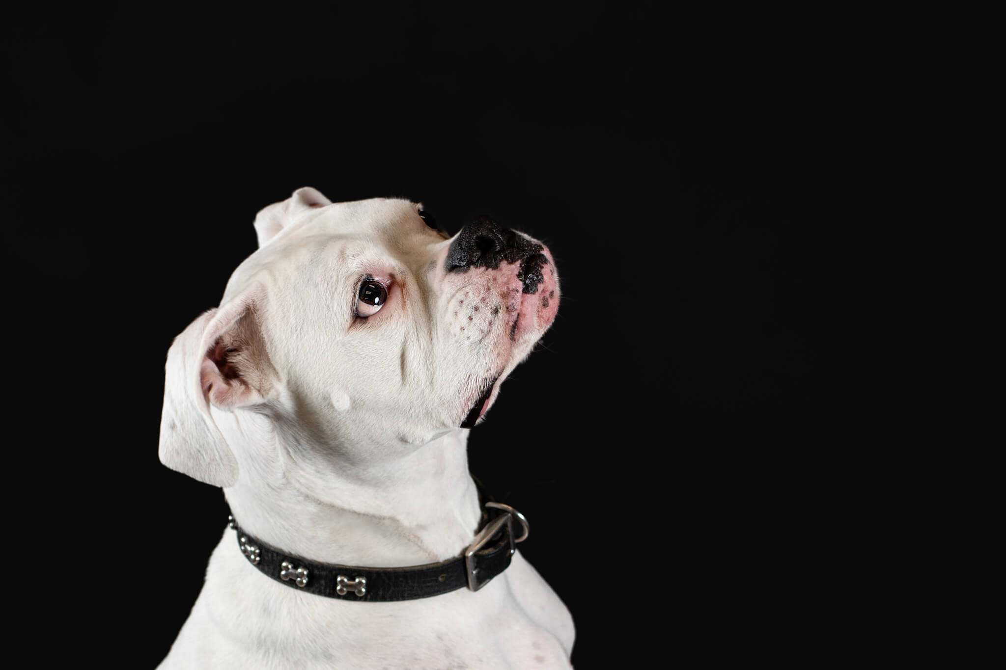 A white boxer looks up in a studio in a black collar dog trainer boston